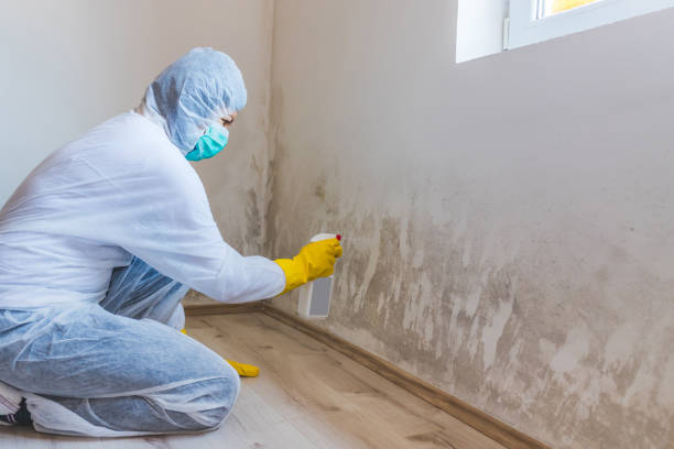 Licensed Mold Testing service in Fennville, MI - WQB Mold Removal